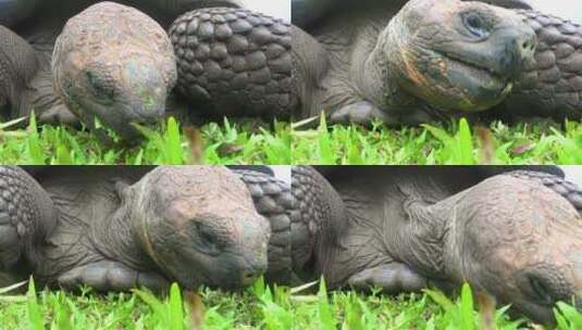 一只巨型陆龟在吃草高清在线视频素材下载