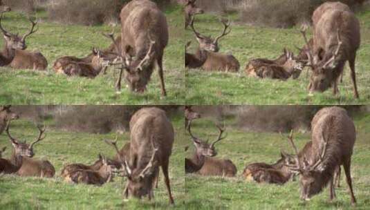 公园里的鹿在低头吃草高清在线视频素材下载