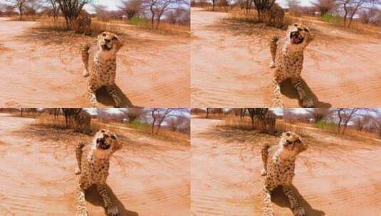 两只非洲猎豹在咆哮高清在线视频素材下载