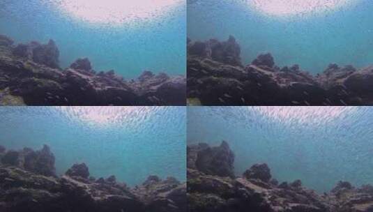一大群凤尾鱼在一个巨大的诱饵球中游泳高清在线视频素材下载