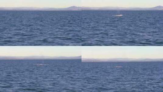 大海游行的鲸鱼高清在线视频素材下载