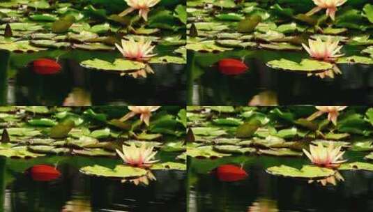 漂浮在池塘里的莲花高清在线视频素材下载