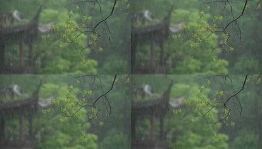 156 杭州 风景 古风 下雨天 亭子 树枝高清在线视频素材下载