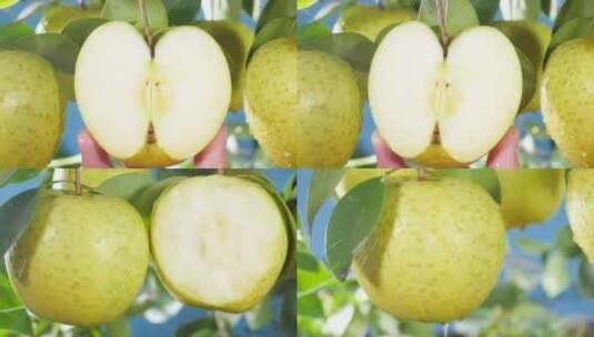 新鲜王林苹果高清在线视频素材下载