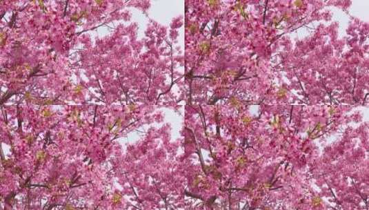 春天樱花与天空高清在线视频素材下载