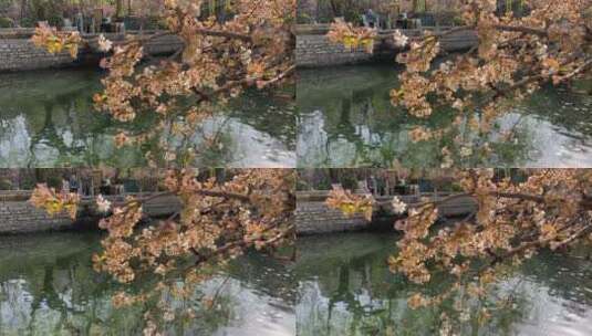 济南春天的护城河,河边的植物高清在线视频素材下载
