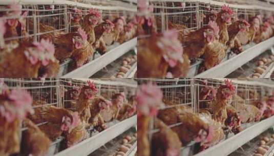 养鸡场鸡子高清在线视频素材下载