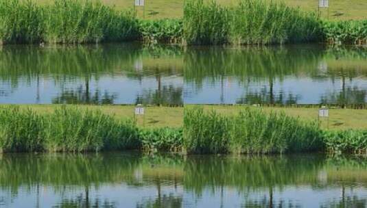 广西南宁那考河湿地公园生态环境高清在线视频素材下载