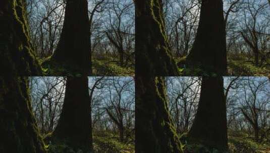 空旷森林中的黑影高清在线视频素材下载