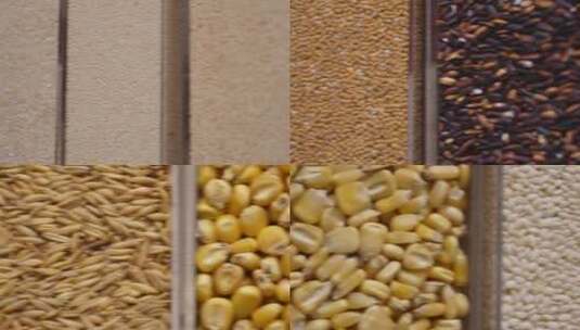 各种稻谷稻米粮食标本高清在线视频素材下载