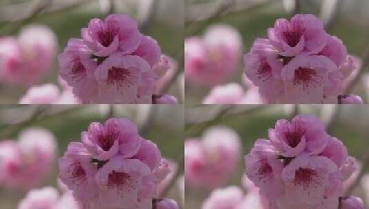 微距特写鲜花桃花粉色花朵高清在线视频素材下载