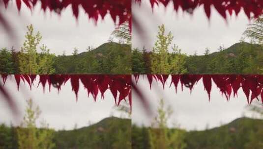 大山 红叶 森林高清在线视频素材下载