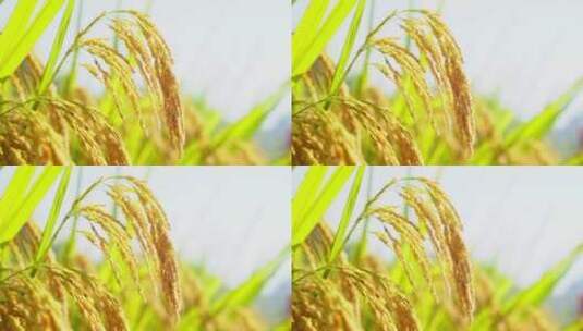 秋天农田里黄橙橙成熟的稻谷高清在线视频素材下载