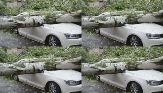 一棵树倒在街上的一辆车上高清在线视频素材下载