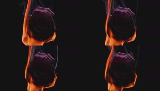 燃烧的紫色玫瑰花抽象美妆素材高清在线视频素材下载
