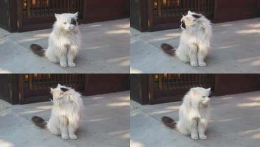 猫在街道上坐着优雅安静高清在线视频素材下载