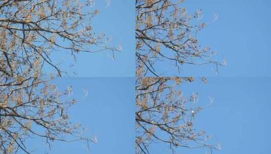 春天杜鹃在枝头飞来飞去蓝天阳光高清在线视频素材下载