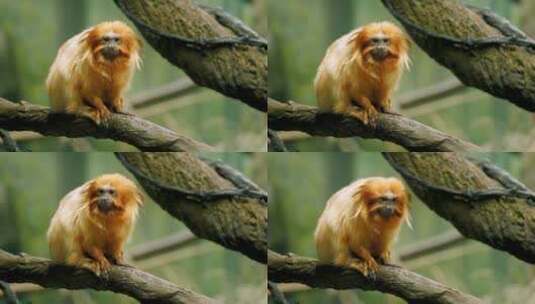 黄色的猴子动物园奇异动物观赏高清在线视频素材下载