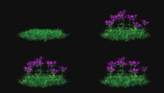 紫花植物生长高清在线视频素材下载