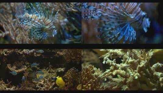 水底世界海底生物水族馆珊瑚礁特殊鱼类高清在线视频素材下载