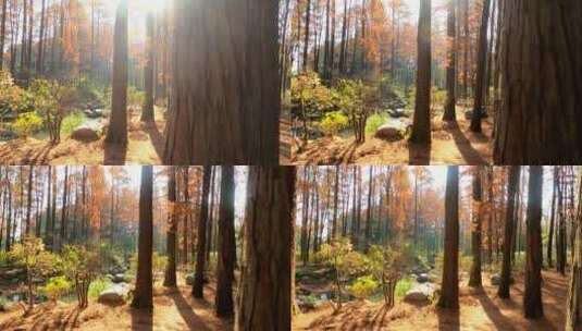 上海共青森林公园唯美金色秋景景色高清在线视频素材下载