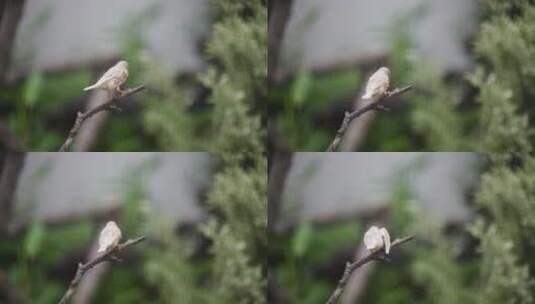 捕食的鸟高清在线视频素材下载