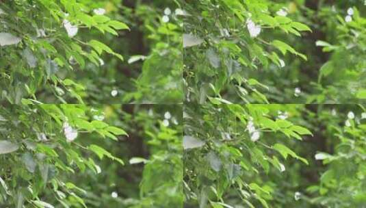 夏日阳光树叶高清在线视频素材下载
