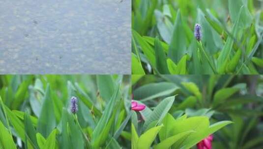 4K风光昆虫植物花朵高清在线视频素材下载