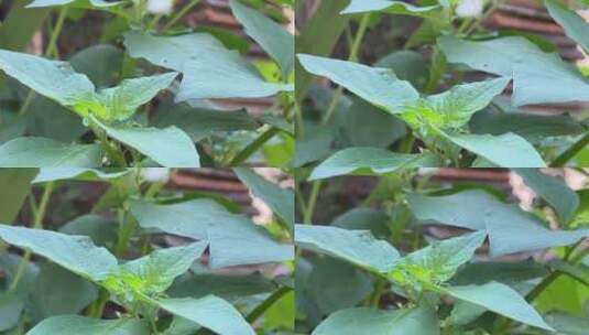 蜀葵植物叶子特写镜头高清在线视频素材下载