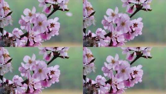 春天微风中盛开凋落的桃花高清在线视频素材下载