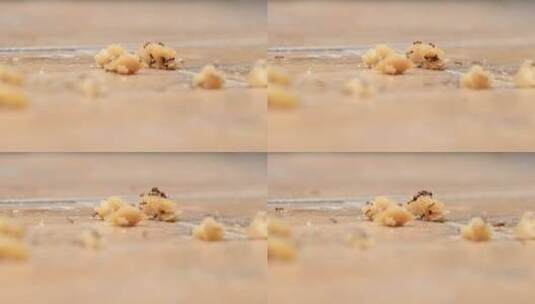 蚂蚁搬食物高清在线视频素材下载