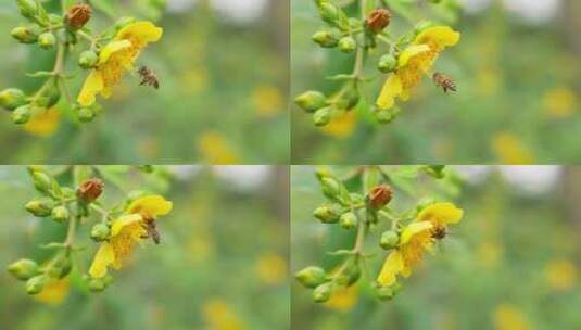 采蜜的蜜蜂慢镜头特写高清在线视频素材下载