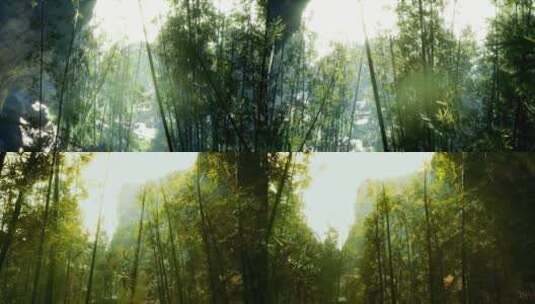 意境唯美的竹林竹子高清在线视频素材下载