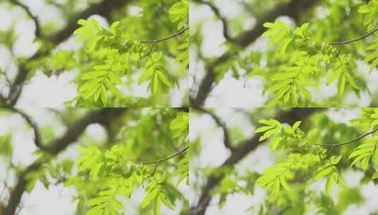 嫩绿树叶的特写展现生机勃勃景象高清在线视频素材下载