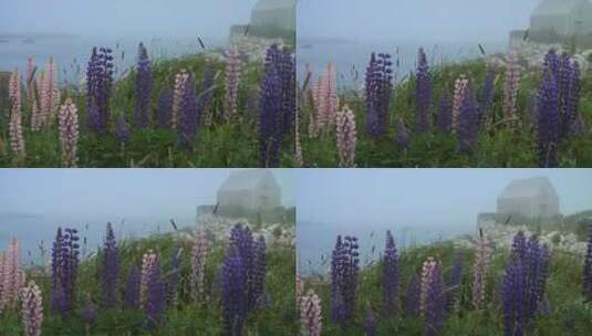 海岛上薄雾中的花朵高清在线视频素材下载
