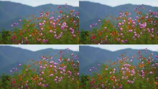 美丽的花朵 绽放的花朵 路边的野花高清在线视频素材下载