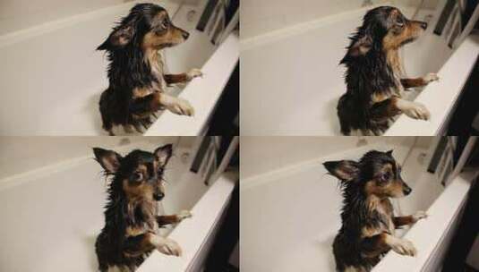 洗澡后浴缸里可爱的湿狗高清在线视频素材下载