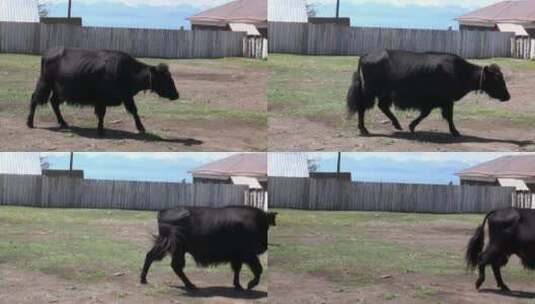 蒙古木栅栏附近的一头长毛牦牛，西藏公牛高清在线视频素材下载