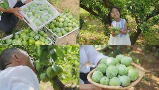 奈李种植高清在线视频素材下载