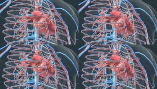 3D心脏动画医学人体心脏运转跳动高清在线视频素材下载