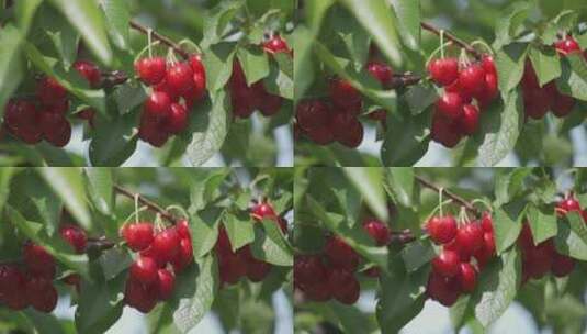 樱桃树上的樱桃高清在线视频素材下载