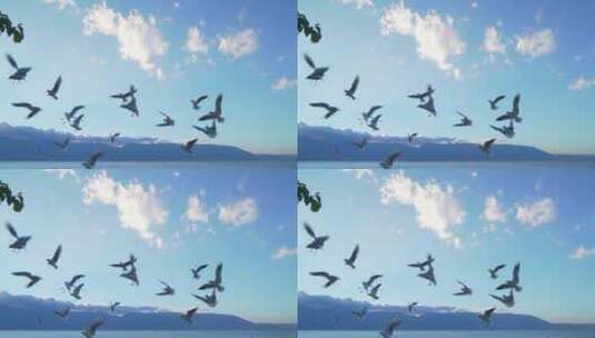 成群结队的海鸥在飞翔高清在线视频素材下载