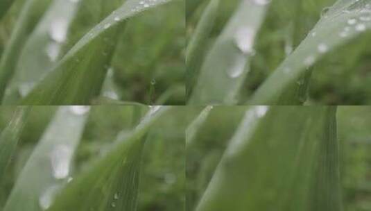 植物叶子上的雨滴高清在线视频素材下载