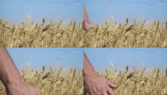 农民的手触摸麦穗高清在线视频素材下载