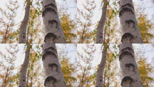 秋季 白桦树 金色树叶 眼睛特写 4k高清在线视频素材下载