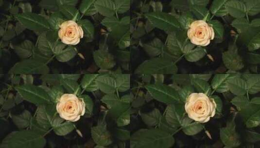 玫瑰花的绽放过程高清在线视频素材下载