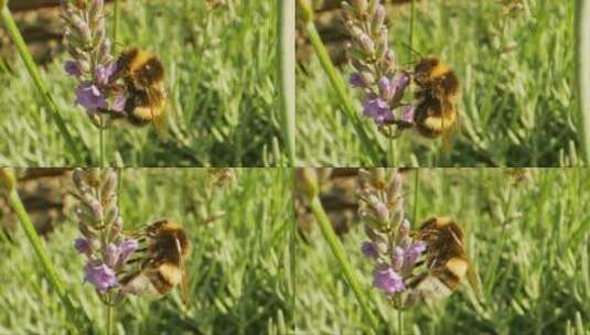 蜜蜂的详细镜头高清在线视频素材下载