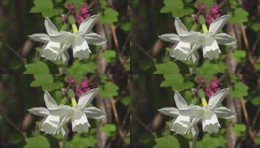 绽放的白色花朵 (2)高清在线视频素材下载
