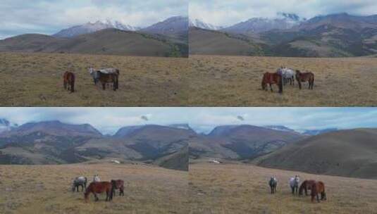 航拍雪山下的马高清在线视频素材下载
