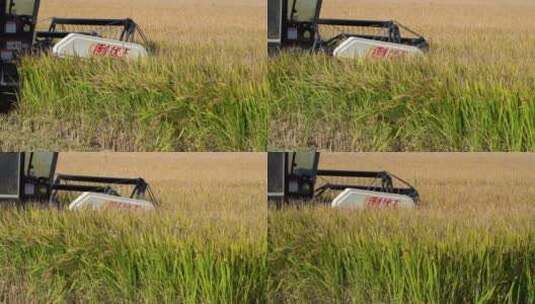 秋收稻田收割机航拍高清在线视频素材下载